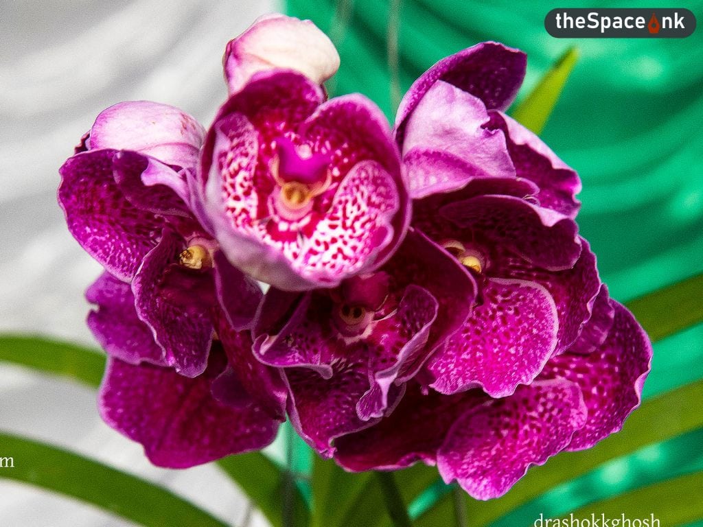 Orchid