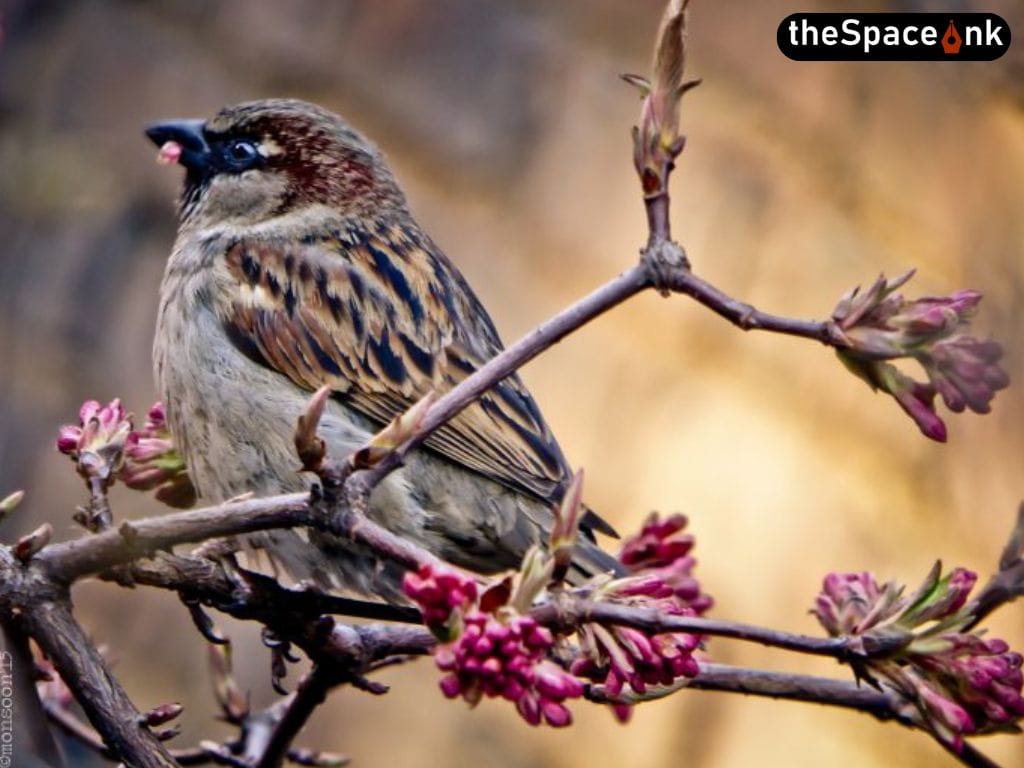 World Sparrow Day