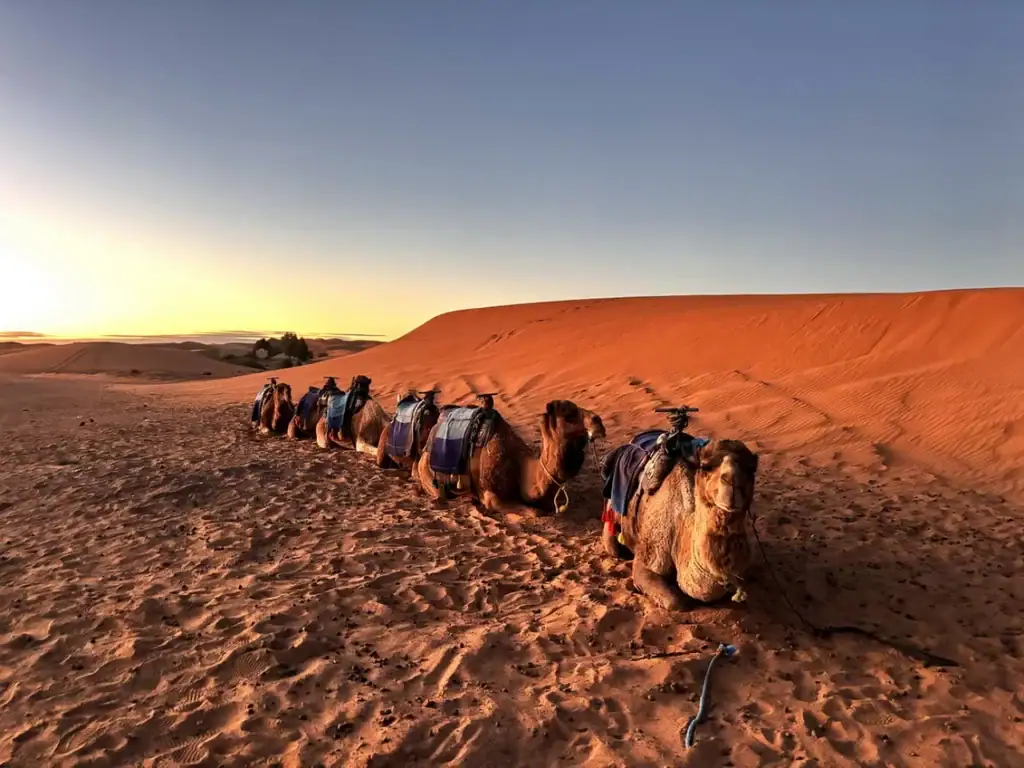 撒哈拉沙漠團Sahara Desert Tour