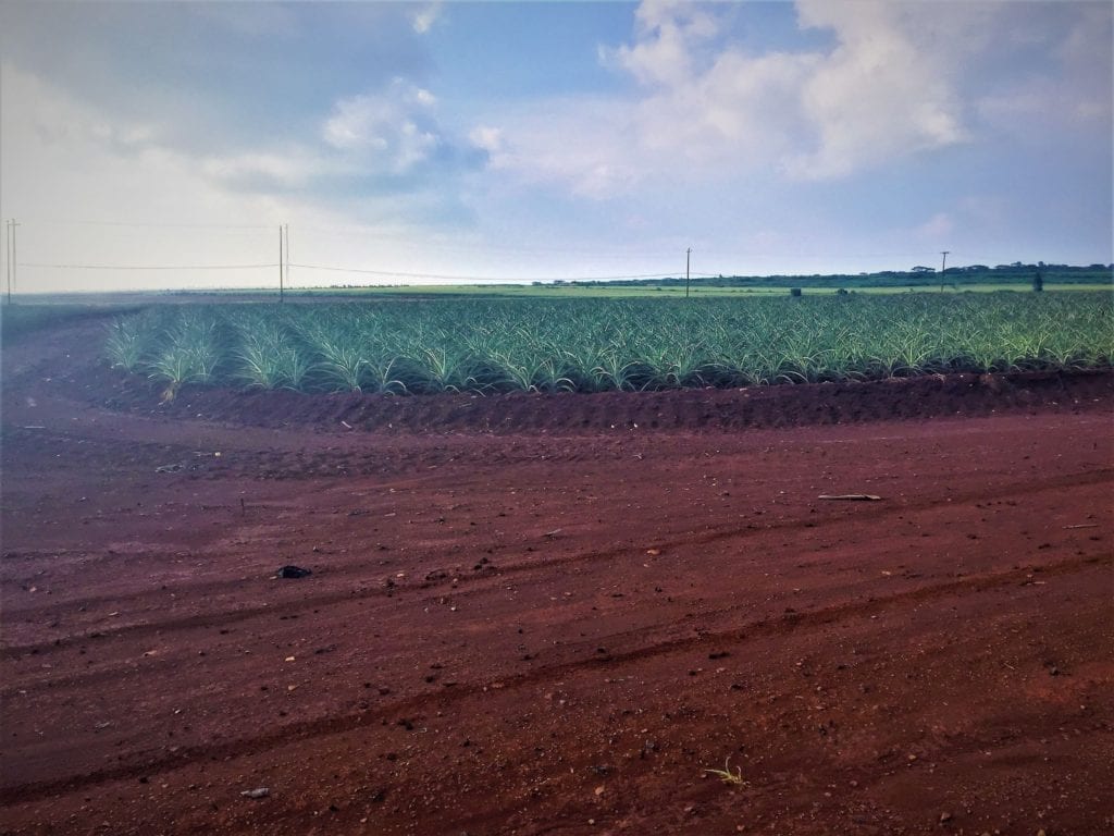 Dole Pineapple Plantation