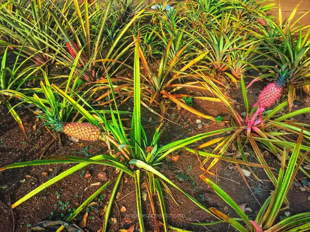 Pineapples Oahu, Hawaii