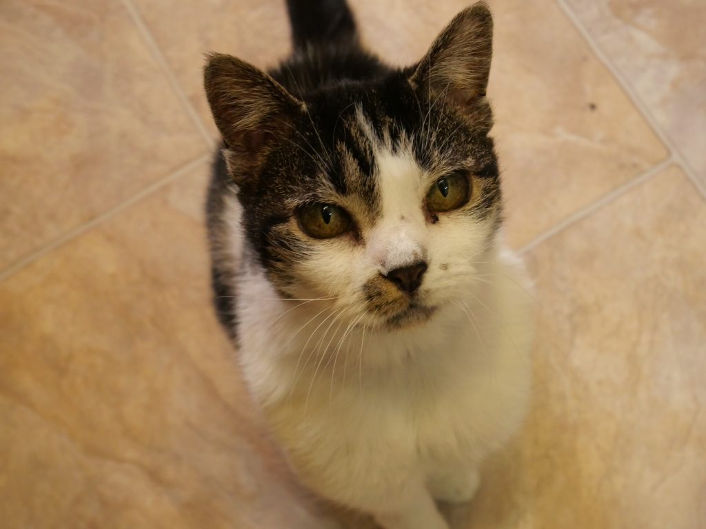 Wide eyed cat staring into camera