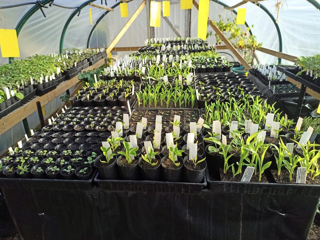 About Dave's Seed: Germination Bed