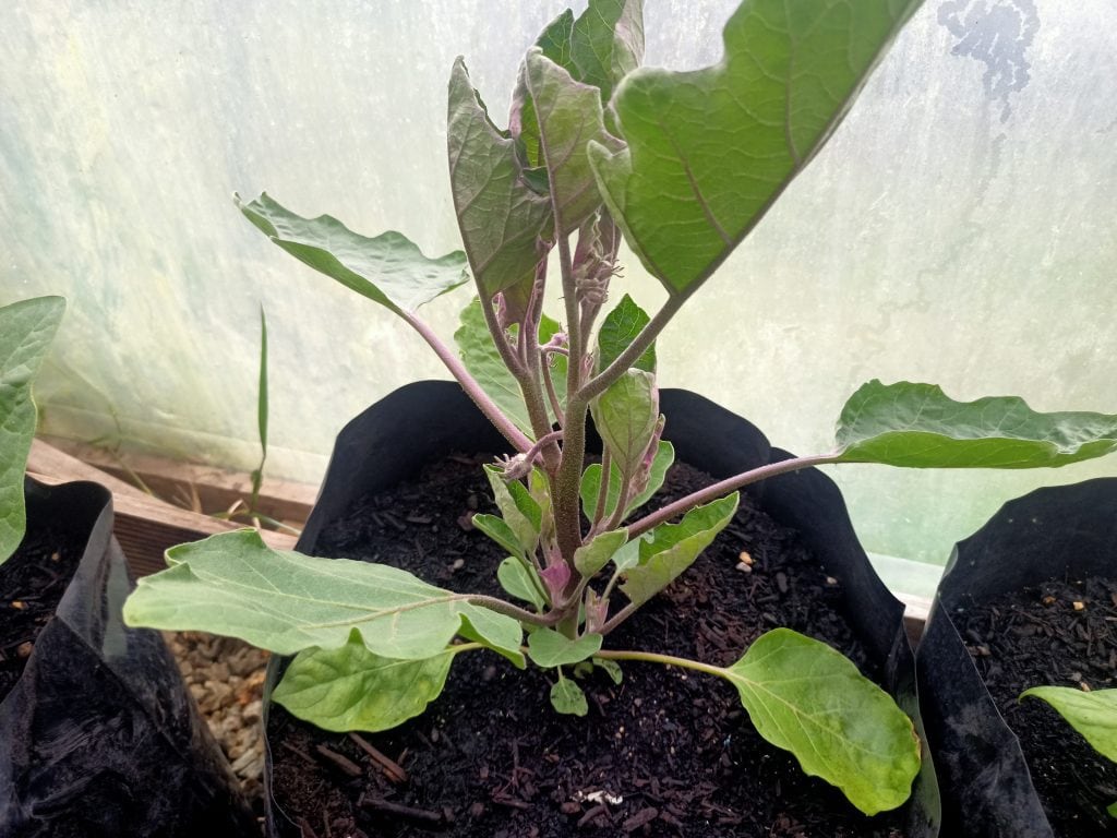 Eggplant Little Fingers