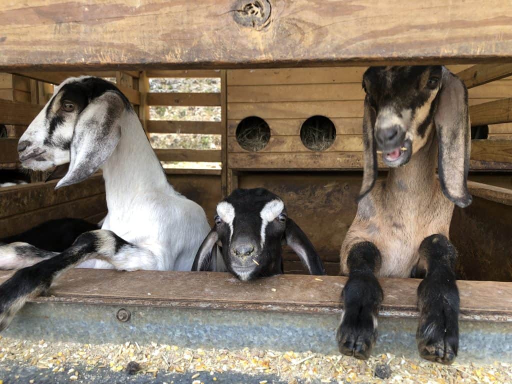 Puerto Rico 4 Day itinerary 14 Goats in Frutos del Guacabo