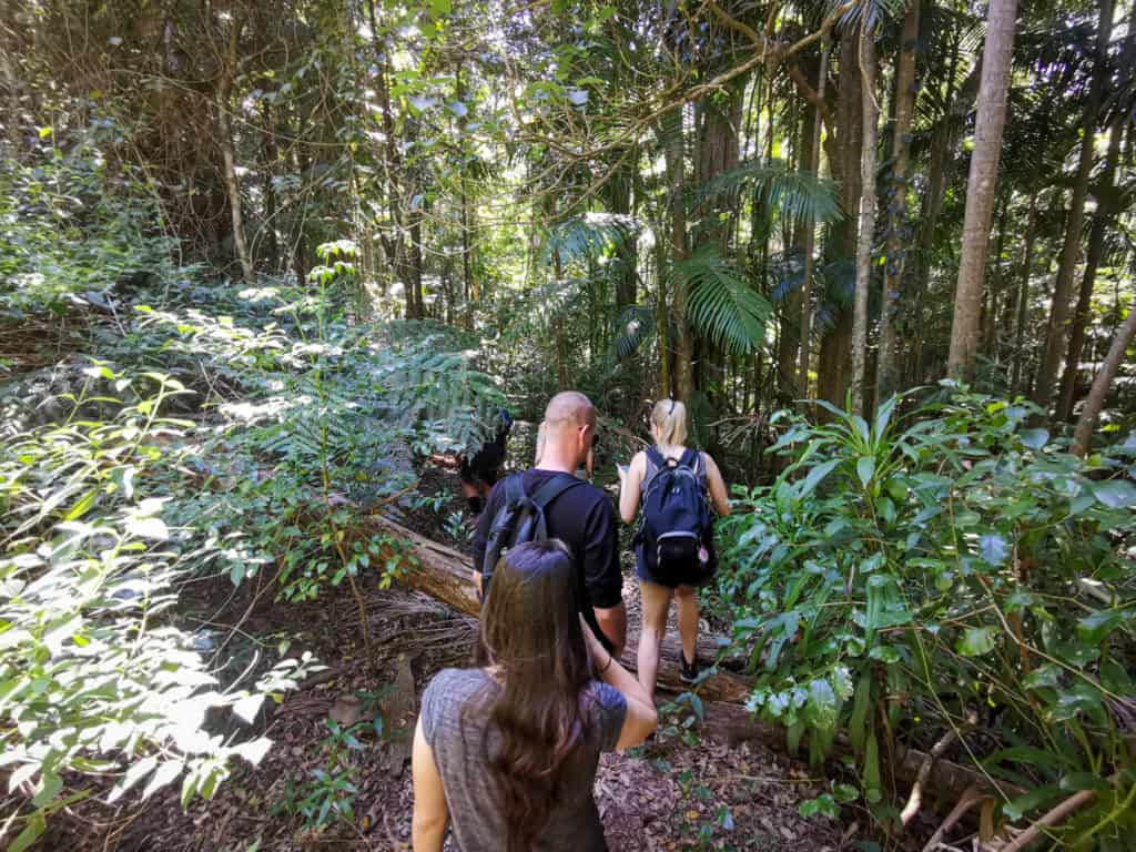 Bush walk in search of Piper comanche plane wreck
