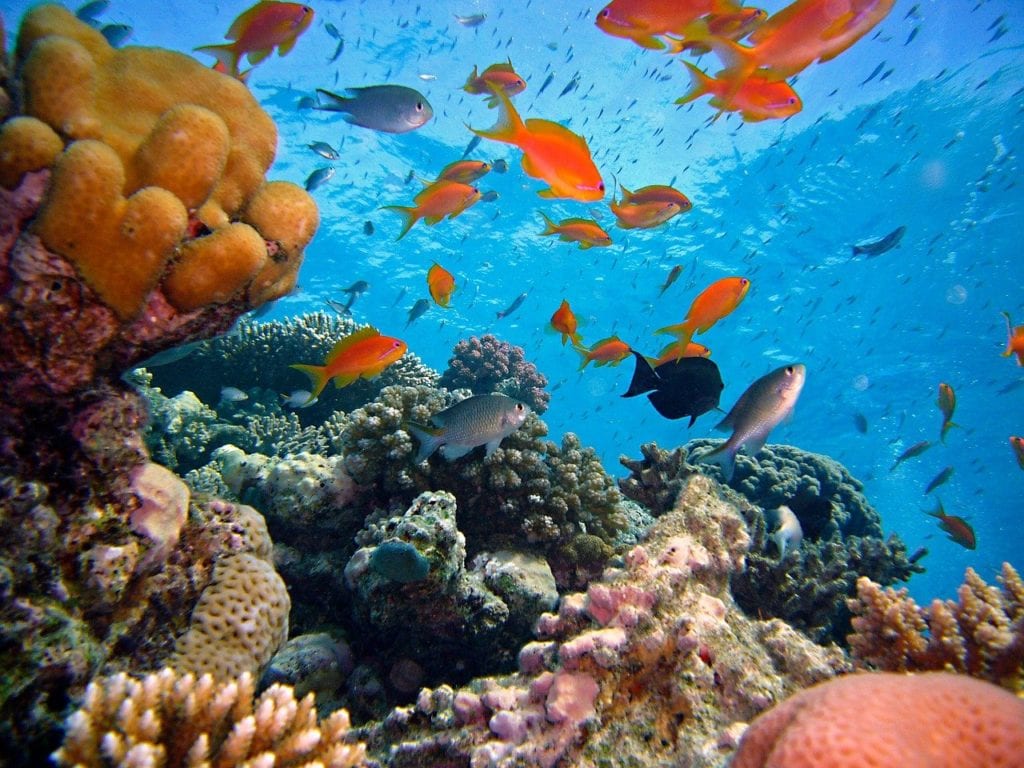 Tauchen, Ägypten, Fische, Riff, Korallen