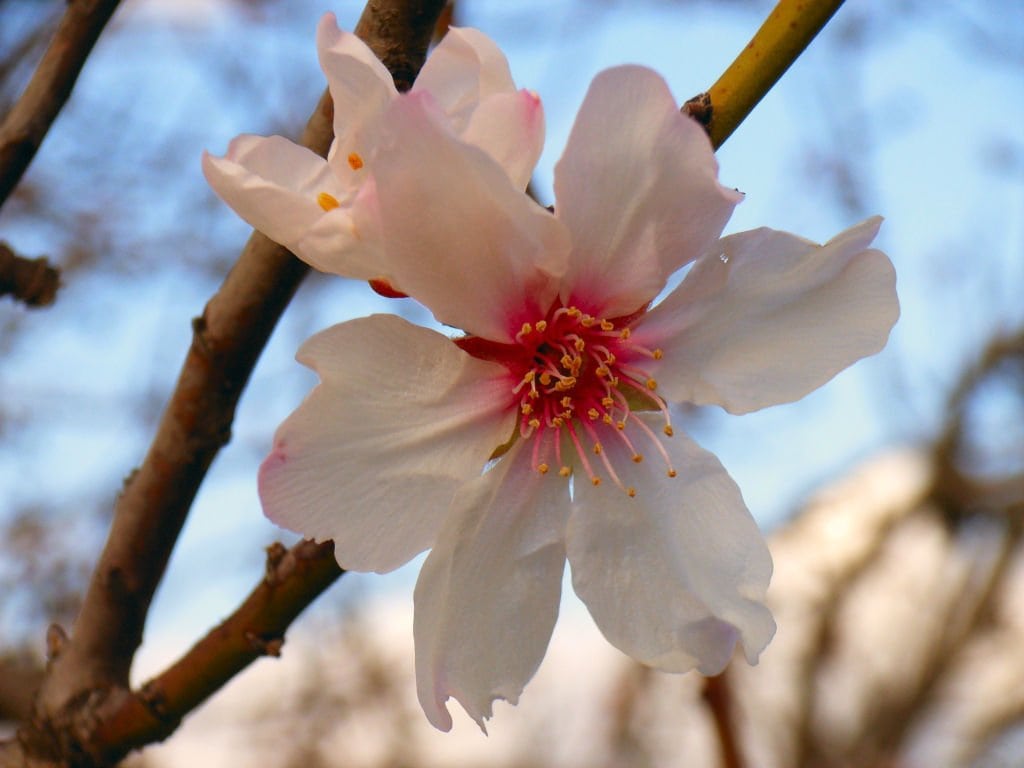 Mandelblüte auf Mallorca