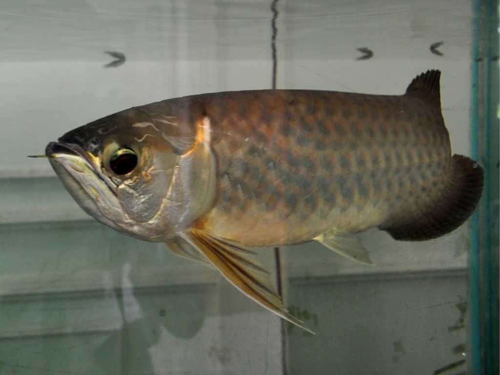 jenis ikan arwana