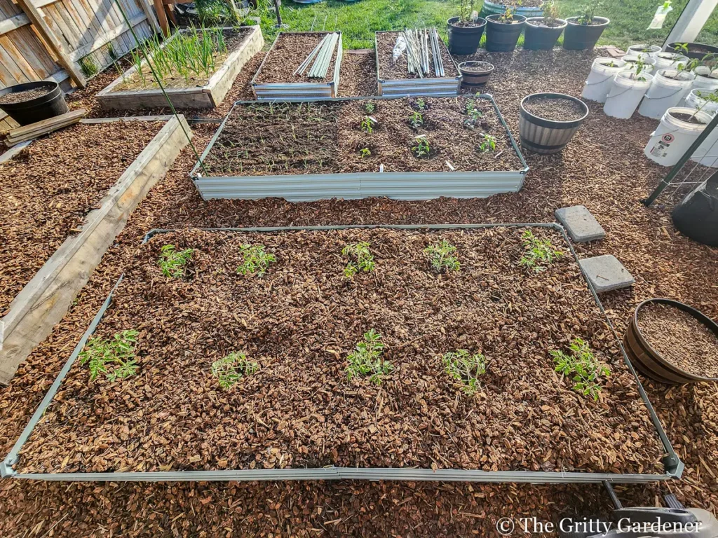 Raised bed garden with mulched tomato seedlings and surrounding vegetables in containers and beds.