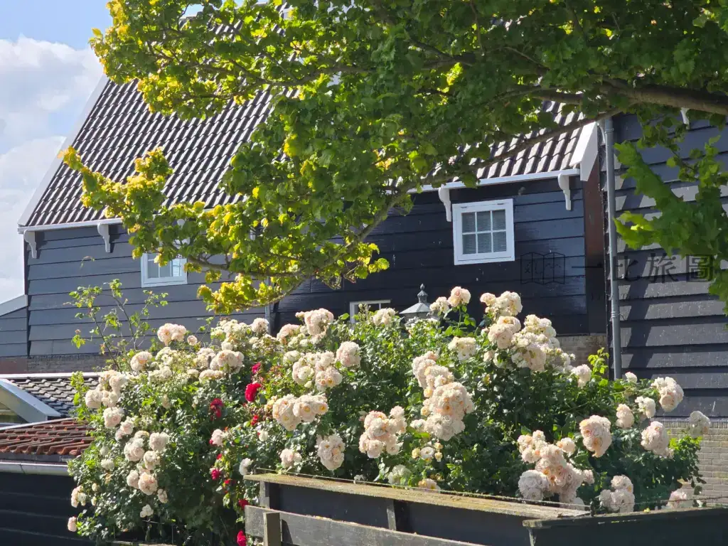 荷蘭馬肯傳統木屋,夏季鄉村風景,阿姆斯特丹近郊景點 Marken Netherlands