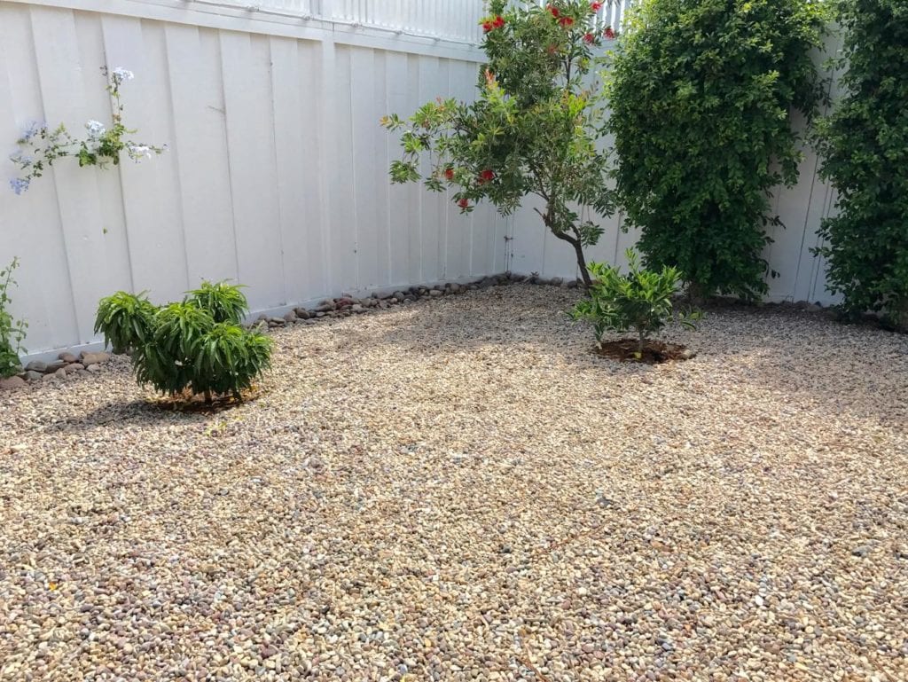 Low-maintenance backyard landscape featuring pea gravel, young fruit trees, and a white privacy fence.