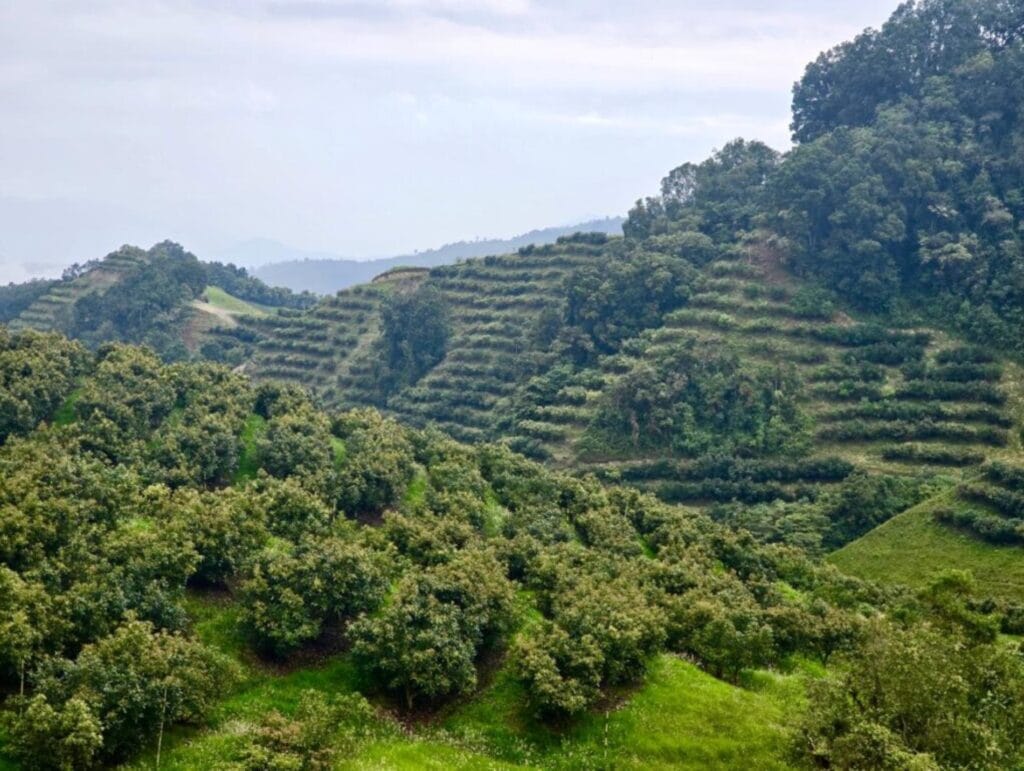 productores de aguacate en origen
