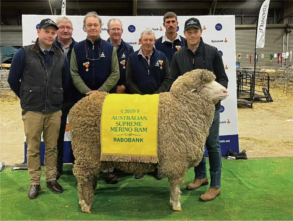 collinsville wool(コリンズビルウール)_受賞記録