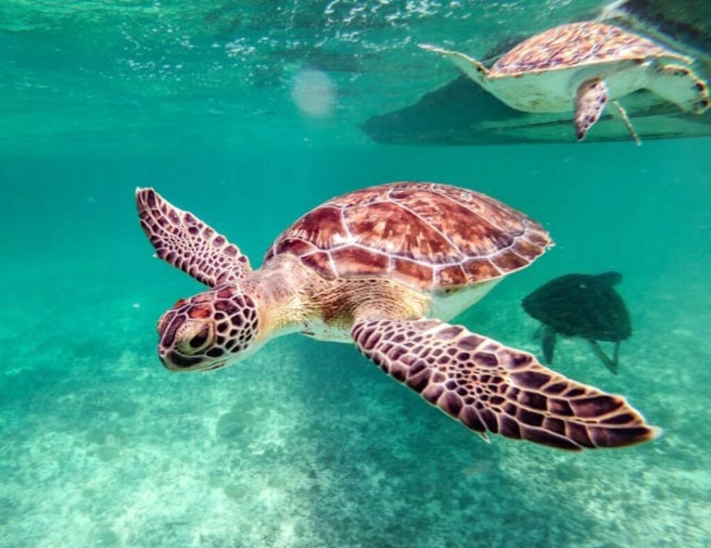 Schildkröte beim Schnorcheln in Marsa Mubarak bei Marsa Alam im Roten Meer während eines Ägypten Ausflugs
