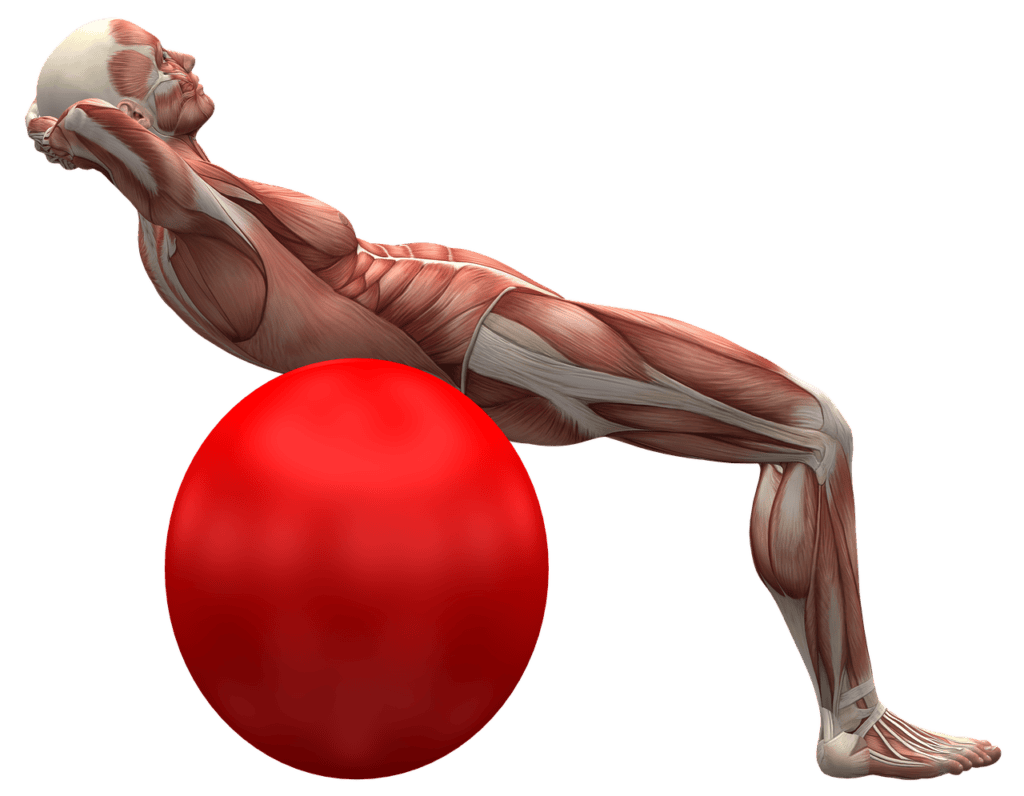 exercise ball, exercise, muscle-2277451.jpg