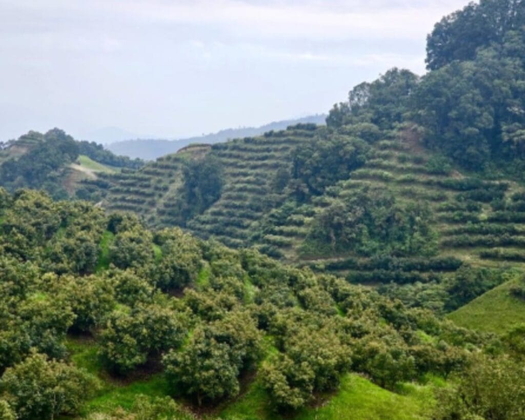 aguacate en origen