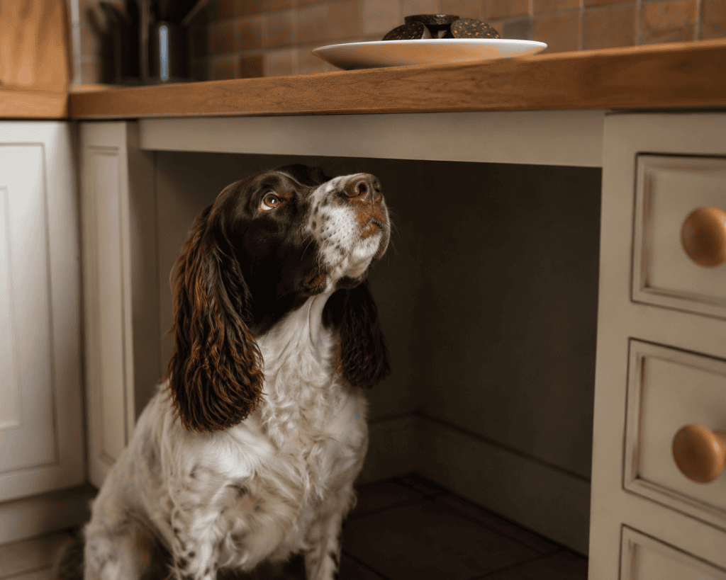 can dogs eat black pudding