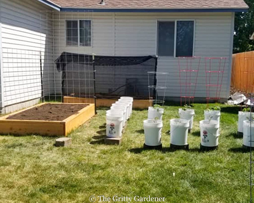 A modest backyard garden setup with raised beds, white bucket planters, and trellises against a house.