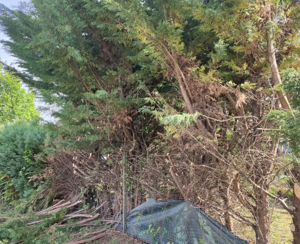 Hecke entfernen