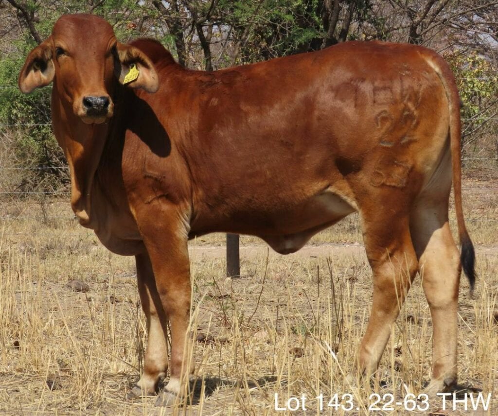 Lot 143