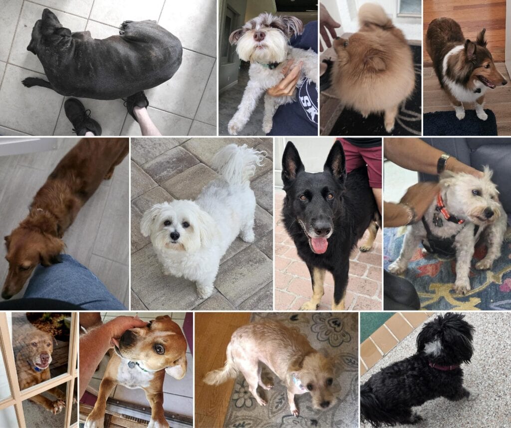 all different breeds of dogs, some of the hundreds of dogs photographed during wind mitigation and four point inspections.