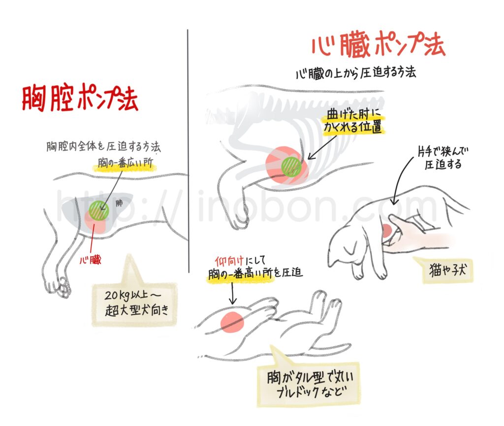 犬や猫の心肺蘇生法、心臓の位置について解説イラスト