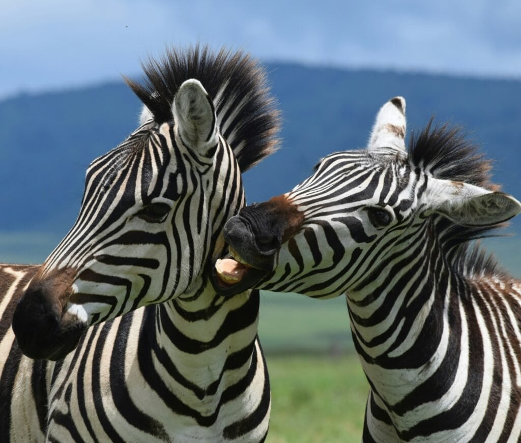 Ngorongoro Crater