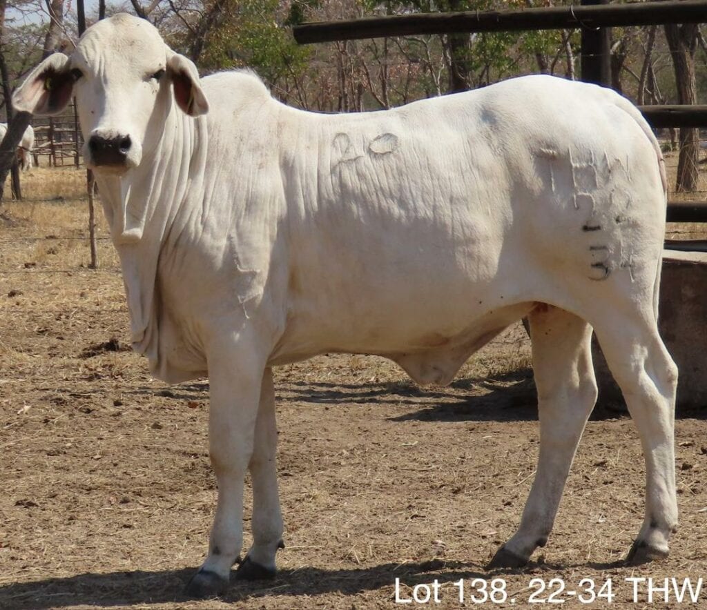 Lot 138