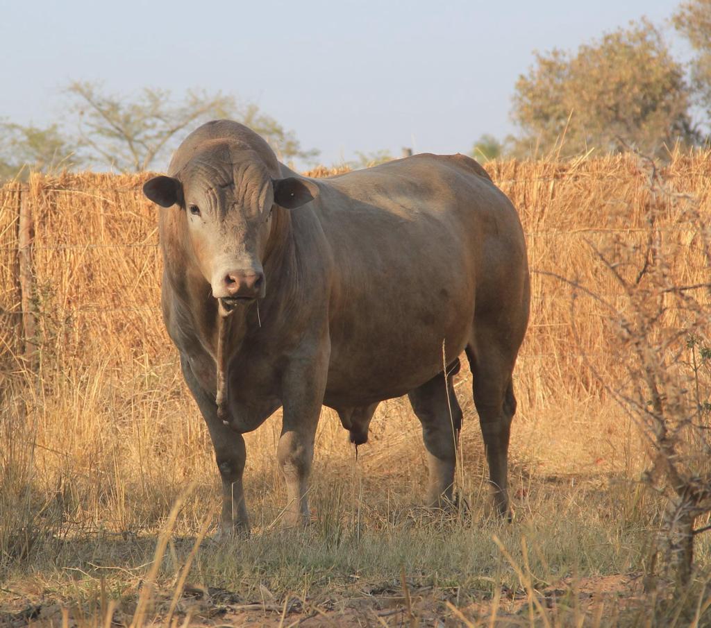 Tuli bull