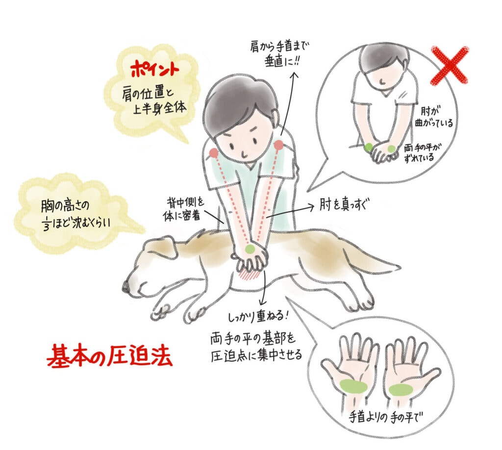 犬の心肺蘇生法を解説したイラスト