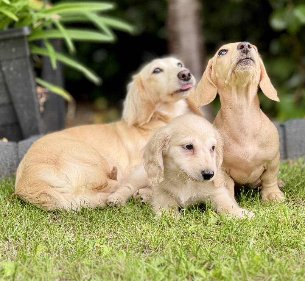 English Cream Miniature Dachshund puppy playing in the garden
