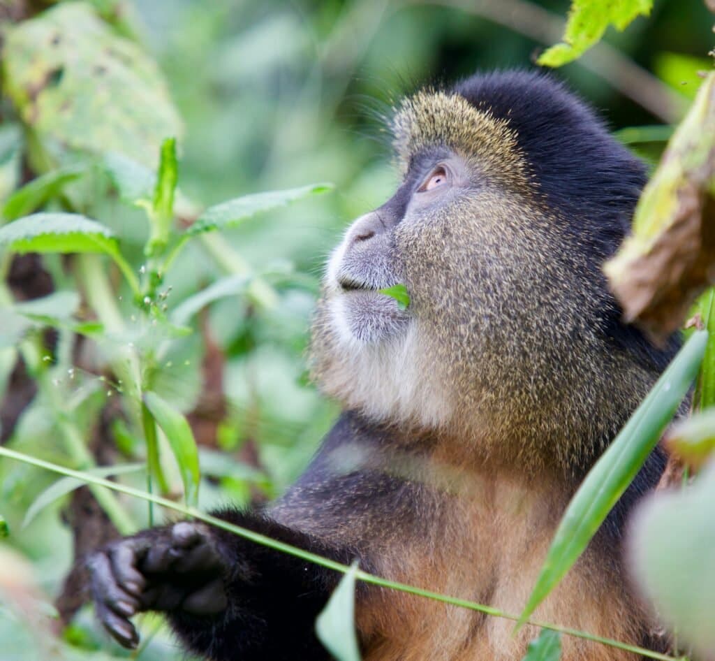 Mgahinga National Park