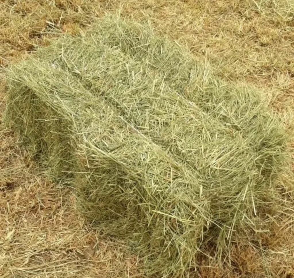 WhatsApp Image 2024-09-26 at 11.38.12 (1)