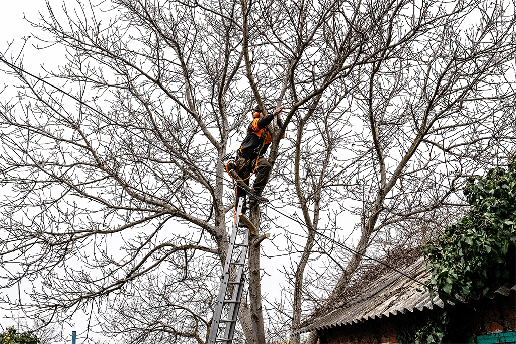 Jobs Gallery | Expert Tree Services, Palm Trimming, & Tree Care in Lake Worth & Palm Beach County | Tree Service | Explore our latest tree service projects in Lake Worth, Boca Raton, Delray Beach, and Palm Beach County. From precision trimming to full tree removal and site cleanup, our skilled tree experts offer precision, safely removing hazards, and helping revitalizing landscapes. Discover the Tree Maid Tree Service Difference! |%org_url%