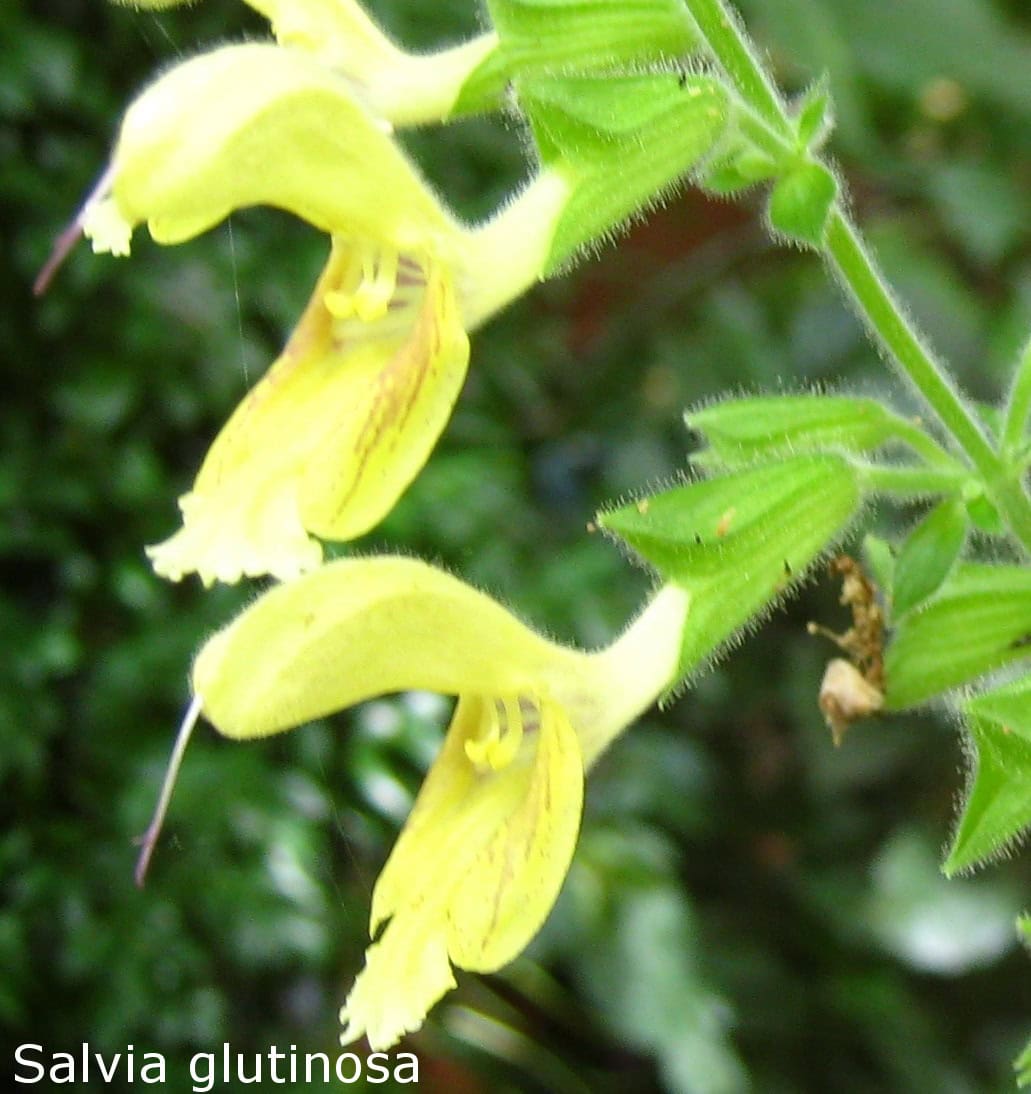 Salvia glutinosa