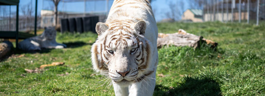 Blackfire White Tiger