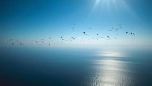 Which Birds Migrate to Asia