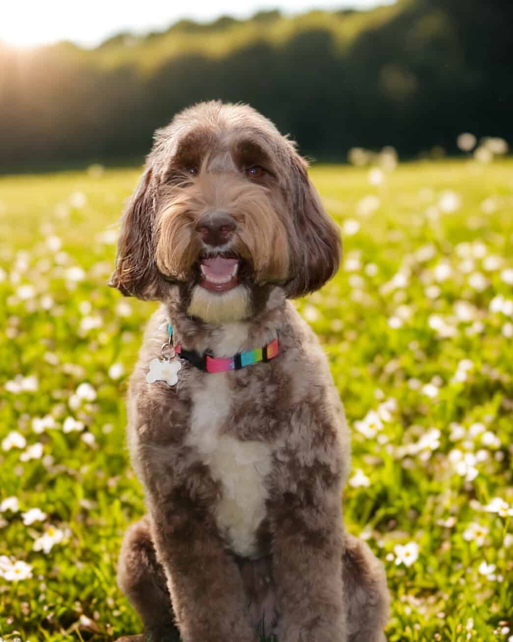 Jade - Edited chocolate doodle named Jade sitting outside in the green grass