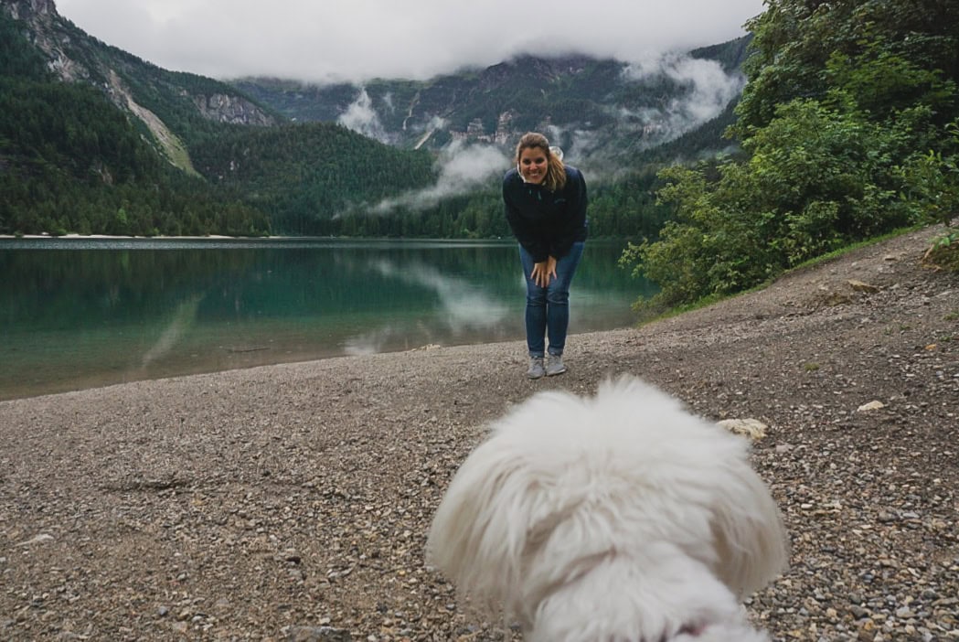 Tips for traveling with a dog in cabin