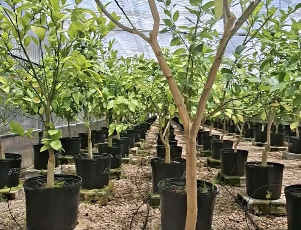 Trabajo conjunto entre el Estado y los productores impulsa al sector forestal 1 Forestal