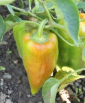 paprika na pole