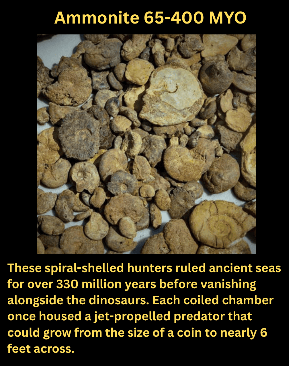 a group of ammonite fossils