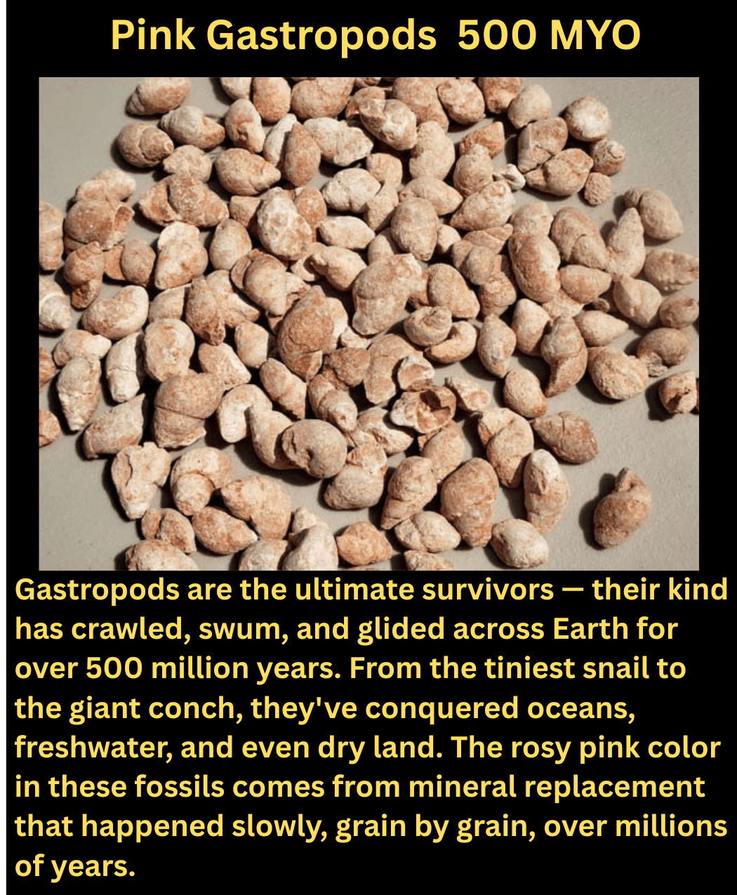 fossil pink gastropods