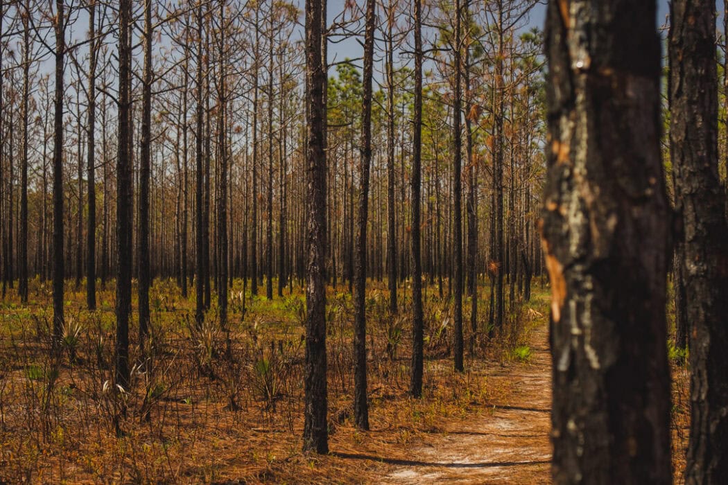 point Washington state forest eastern lake trail