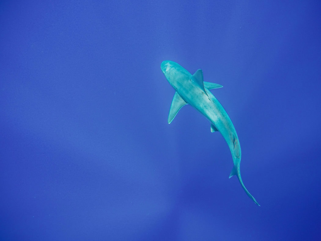 cage free shark swim in Hawaii