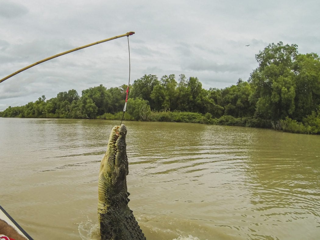 Spectacular Jumping Crocodile Cruise