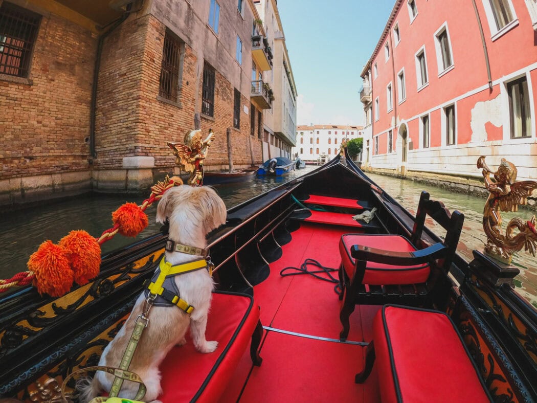 travel essentials for anxious dogs