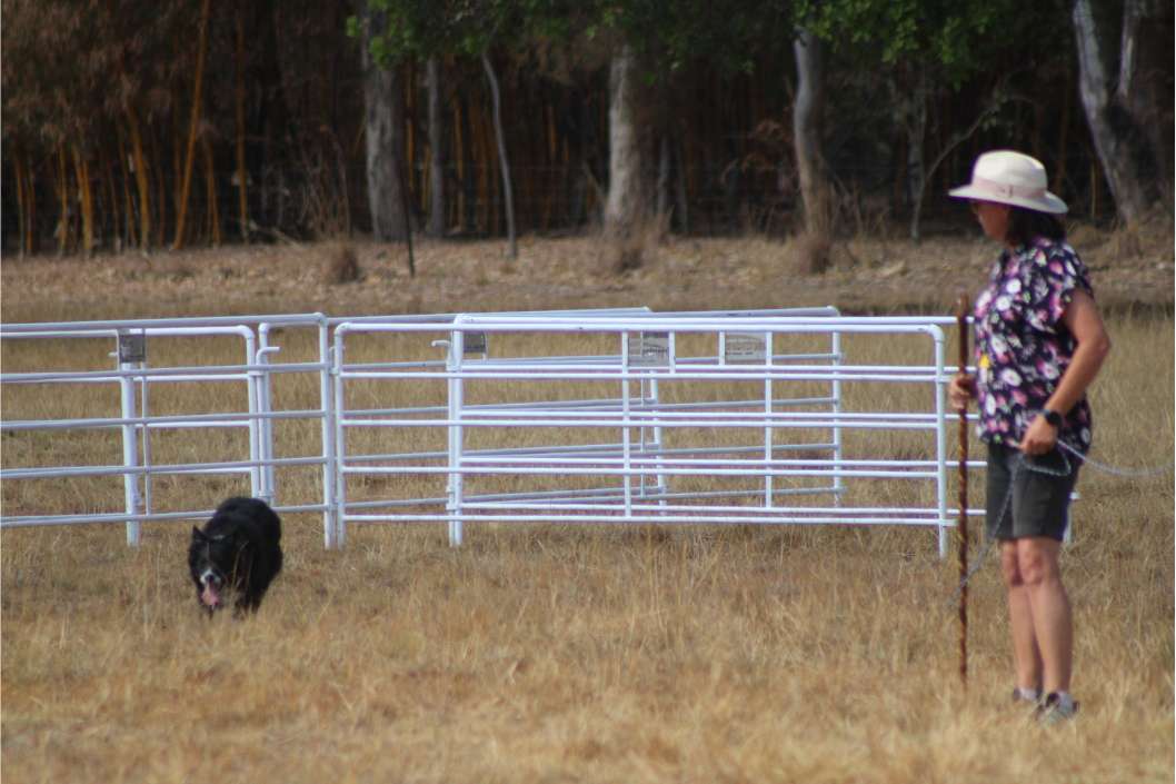 Sheep dog featured image Sheep dog featured image