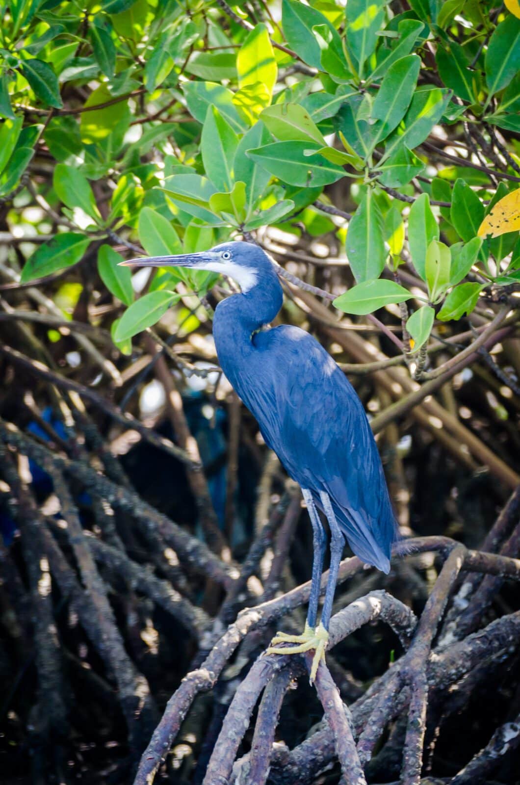 Heron delta sine saloum, Sénégal